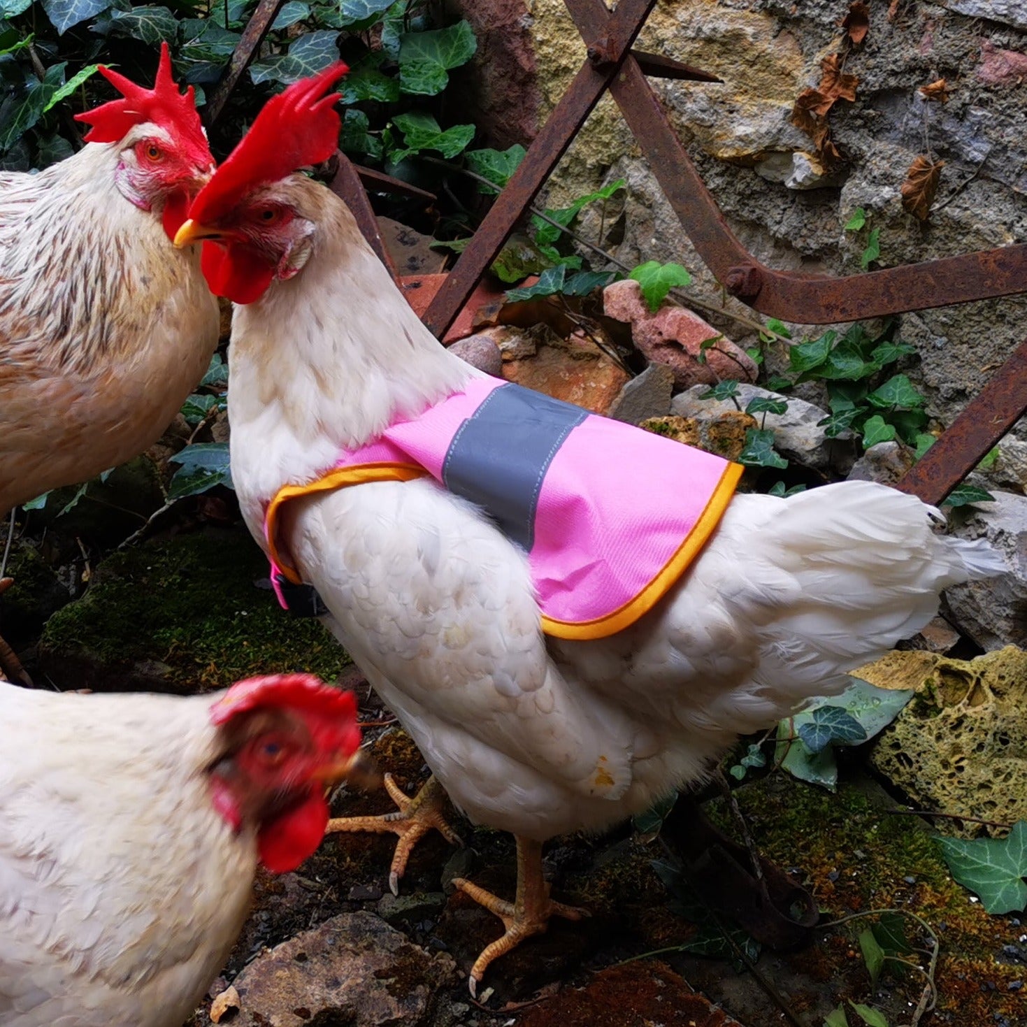 Warnweste für Hühner, Geflügel Hühnersattel für Huhn und Ente, Rückenschutz